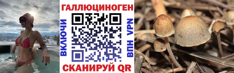 Галлюциногенные грибы Psilocybe  Михайлов 